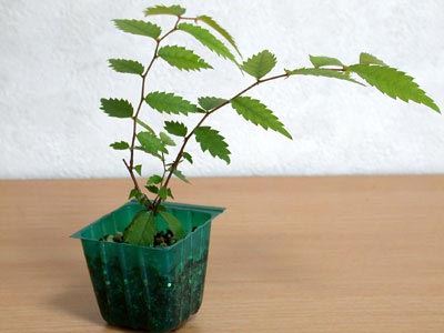 ケヤキ盆栽の４本芽は２本立ち箒づくりか芯立ち箒づくり｜ベランダで楽しむミニ盆栽の欅盆栽の育て方・作り方教室・Zelkova serrata bonsai school