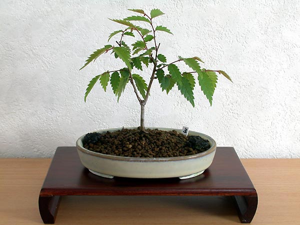 ケヤキ盆栽の４本芽は２本立ち箒づくりか芯立ち箒づくり-5｜ベランダで楽しむミニ盆栽の欅盆栽の育て方・作り方教室・Zelkova serrata bonsai school