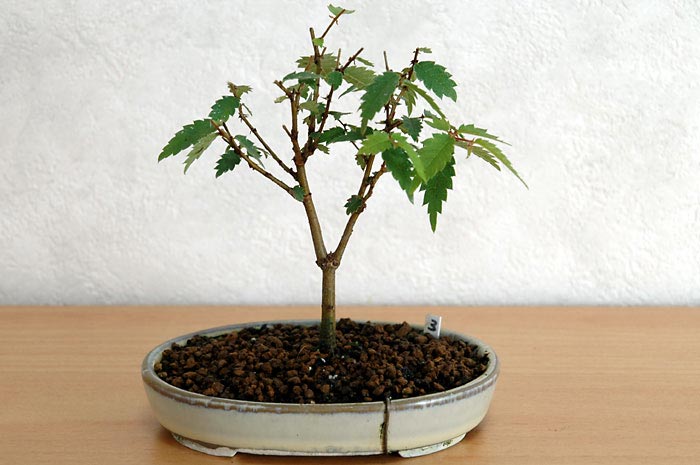 ケヤキ盆栽の４本芽は２本立ち箒づくりか芯立ち箒づくり-6｜ベランダで楽しむミニ盆栽の欅盆栽の育て方・作り方教室・Zelkova serrata bonsai school