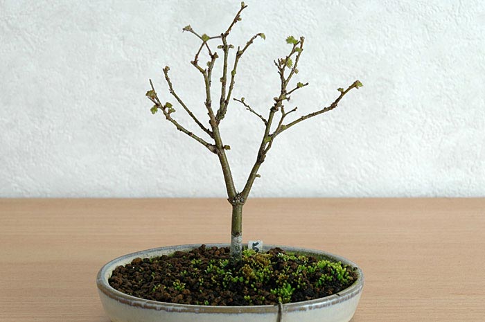 ケヤキ盆栽の４本芽は２本立ち箒づくりか芯立ち箒づくり-7｜ベランダで楽しむミニ盆栽の欅盆栽の育て方・作り方教室・Zelkova serrata bonsai school