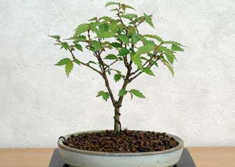 ケヤキ盆栽の4本芽は2本立ち箒づくりか芯立ち箒づくりの作り方-8｜ベランダで楽しむミニ盆栽の盆栽教室・Zelkova serrata bonsai school