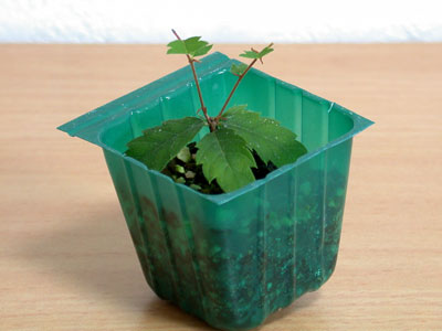 ケヤキ盆栽の３本芽は２本立ち箒づくりか芯立ち箒づくり-1｜ベランダで楽しむミニ盆栽の欅盆栽の育て方・作り方教室・Zelkova serrata bonsai school