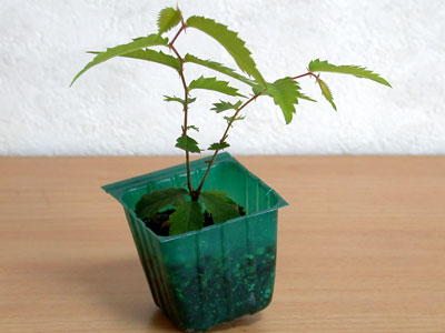 ケヤキ盆栽の３本芽は２本立ち箒づくりか芯立ち箒づくり-2｜ベランダで楽しむミニ盆栽の欅盆栽の育て方・作り方教室・Zelkova serrata bonsai school