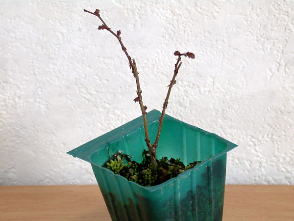 ケヤキ盆栽の３本芽は２本立ち箒づくりか芯立ち箒づくり-3｜ベランダで楽しむミニ盆栽の欅盆栽の育て方・作り方教室・Zelkova serrata bonsai school
