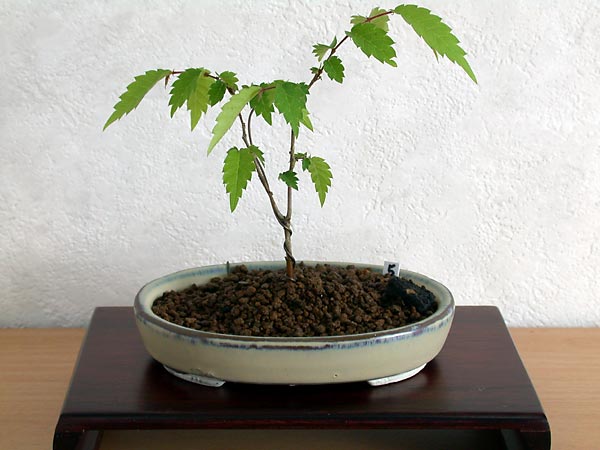 ケヤキ盆栽の３本芽は２本立ち箒づくりか芯立ち箒づくり-4｜ベランダで楽しむミニ盆栽の欅盆栽の育て方・作り方教室・Zelkova serrata bonsai school