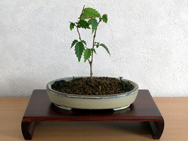 ケヤキ盆栽の３本芽は２本立ち箒づくりか芯立ち箒づくり-5｜ベランダで楽しむミニ盆栽の欅盆栽の育て方・作り方教室・Zelkova serrata bonsai school