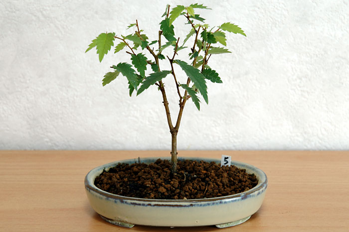 ケヤキ盆栽の３本芽は２本立ち箒づくりか芯立ち箒づくり-6｜ベランダで楽しむミニ盆栽の欅盆栽の育て方・作り方教室・Zelkova serrata bonsai school
