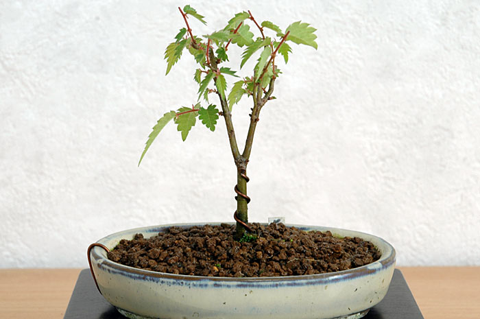 ケヤキ盆栽の３本芽は２本立ち箒づくりか芯立ち箒づくり｜ベランダで楽しむミニ盆栽の欅盆栽の育て方・作り方教室・Zelkova serrata bonsai school