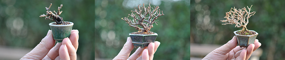 ベランダで楽しむミニ盆栽の盆栽教室:盆栽の作り方・育て方・手入れ・ケヤキの実生の仕方など