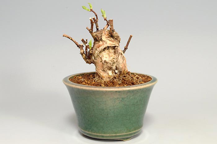 バイカウツギA（ばいかうつぎ・梅花空木）花もの盆栽を右側から見た景色・Philadelphus satsumi bonsai