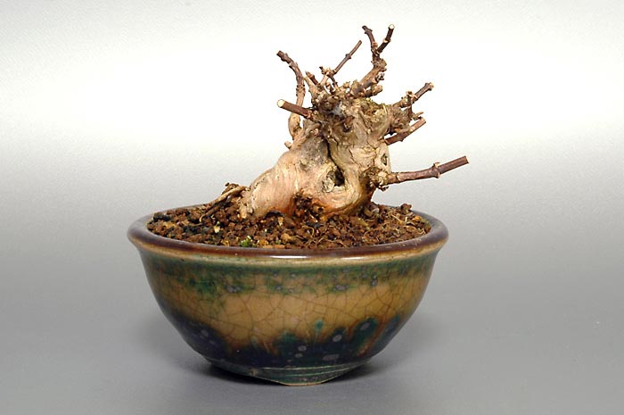 バイカウツギB（ばいかうつぎ・梅花空木）花もの盆栽の販売と育て方・作り方・Philadelphus satsumi bonsai