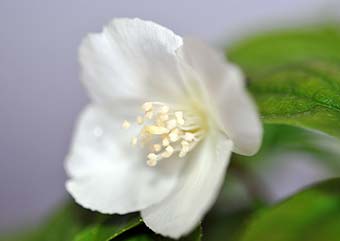 バイカウツギの花（ばいかうつぎ・梅花空木）盆栽の樹作りの参考樹形・Philadelphus satsumi Best bonsai