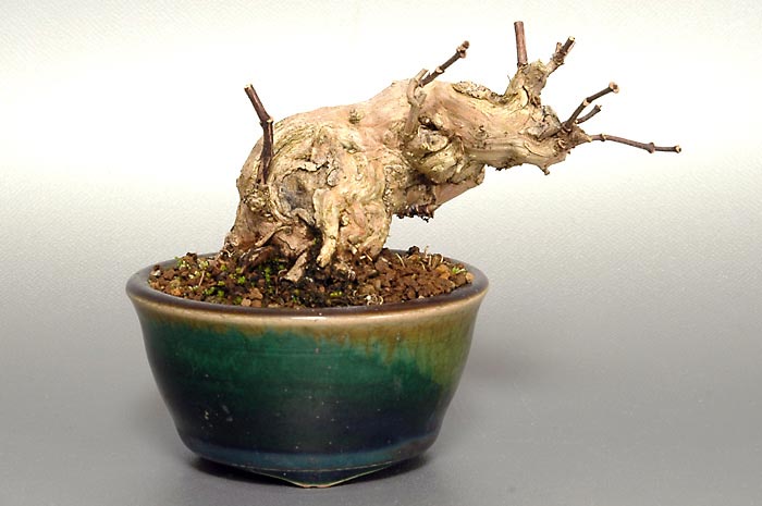 バイカウツギ-C（ばいかうつぎ・梅花空木）花もの盆栽の販売と育て方・作り方・Philadelphus satsumi bonsai