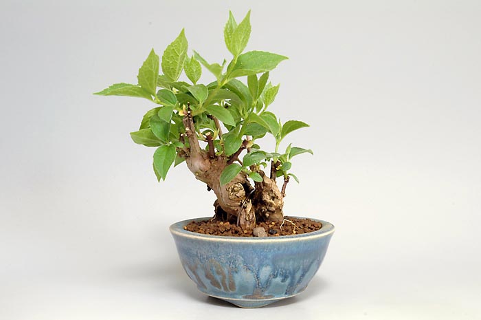 バイカウツギD（ばいかうつぎ・梅花空木）花もの盆栽の販売と育て方・作り方・Philadelphus satsumi bonsai photo