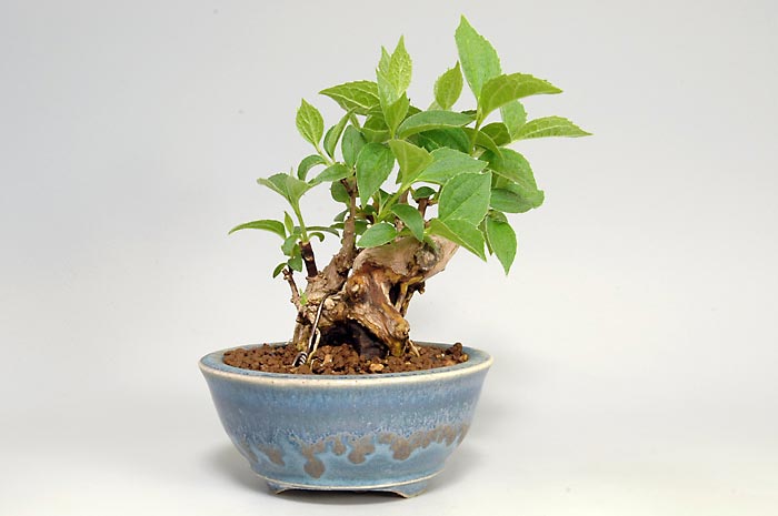 バイカウツギD（ばいかうつぎ・梅花空木）花もの盆栽を裏側から見た景色・Philadelphus satsumi bonsai photo