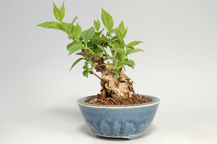 バイカウツギD（ばいかうつぎ・梅花空木）花もの盆栽を右側から見た景色・Philadelphus satsumi bonsai photo