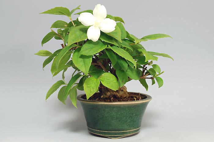 バイカウツギ-E（ばいかうつぎ・梅花空木）花もの盆栽の販売と育て方・作り方・Philadelphus satsumi bonsai