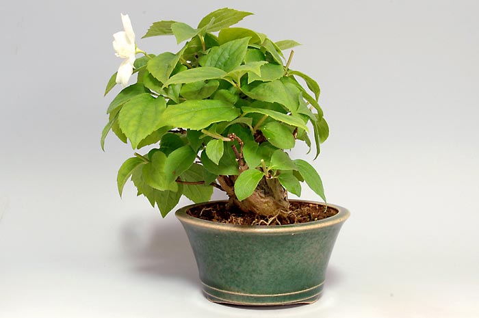 バイカウツギ-E（ばいかうつぎ・梅花空木）花もの盆栽を右側から見た景色・Philadelphus satsumi bonsai