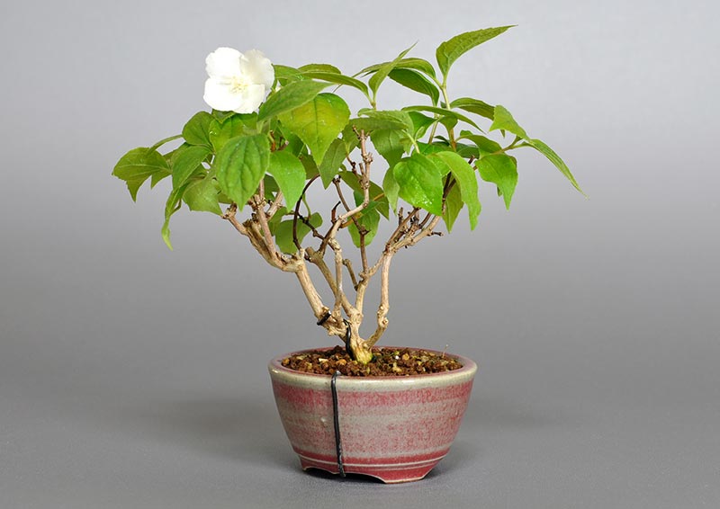 バイカウツギF（ばいかうつぎ・梅花空木）花もの盆栽の販売と育て方・作り方・Philadelphus satsumi bonsai