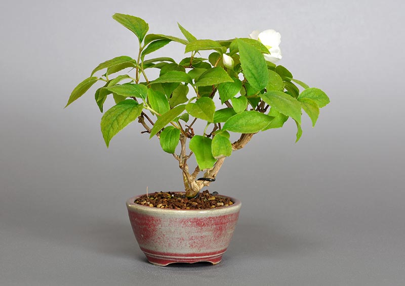 バイカウツギF（ばいかうつぎ・梅花空木）花もの盆栽を裏側から見た景色・Philadelphus satsumi bonsai