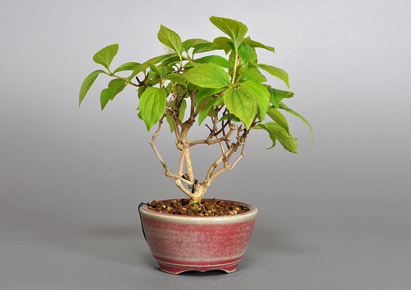 バイカウツギF（ばいかうつぎ・梅花空木）花もの盆栽を左側から見た景色・Philadelphus satsumi bonsai