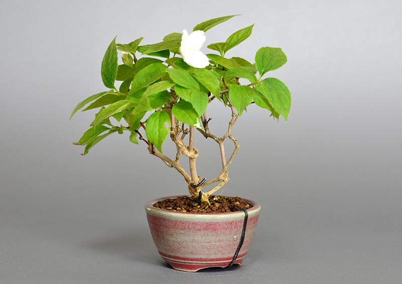 バイカウツギF（ばいかうつぎ・梅花空木）花もの盆栽を左側から見た景色・Philadelphus satsumi bonsai