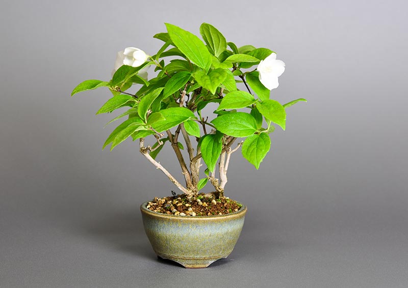 バイカウツギG（ばいかうつぎ・梅花空木）花もの盆栽の販売と育て方・作り方・Philadelphus satsumi bonsai photo