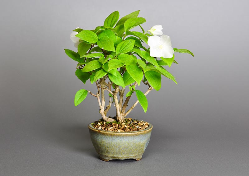 バイカウツギG（ばいかうつぎ・梅花空木）花もの盆栽を裏側から見た景色・Philadelphus satsumi bonsai photo