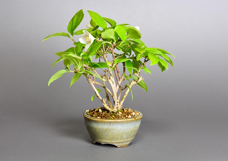 バイカウツギG（ばいかうつぎ・梅花空木）花もの盆栽を右側から見た景色・Philadelphus satsumi bonsai photo
