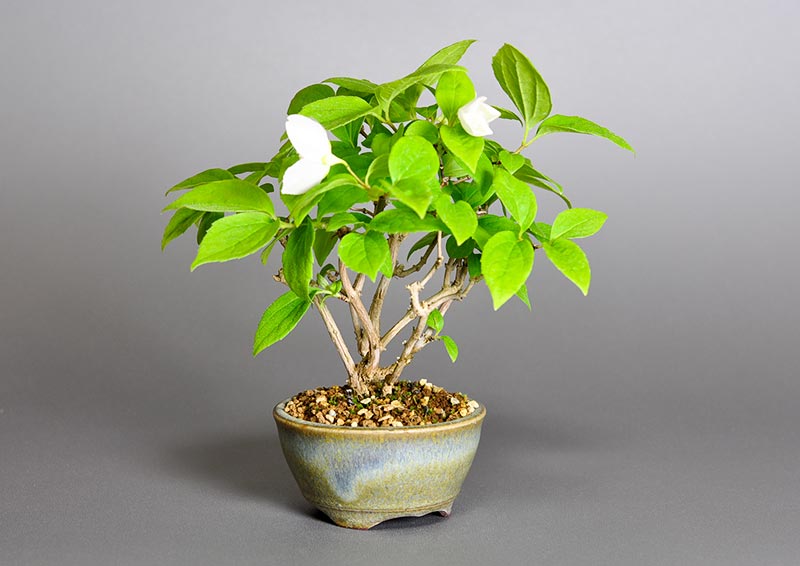 バイカウツギG（ばいかうつぎ・梅花空木）花もの盆栽を左側から見た景色・Philadelphus satsumi bonsai photo