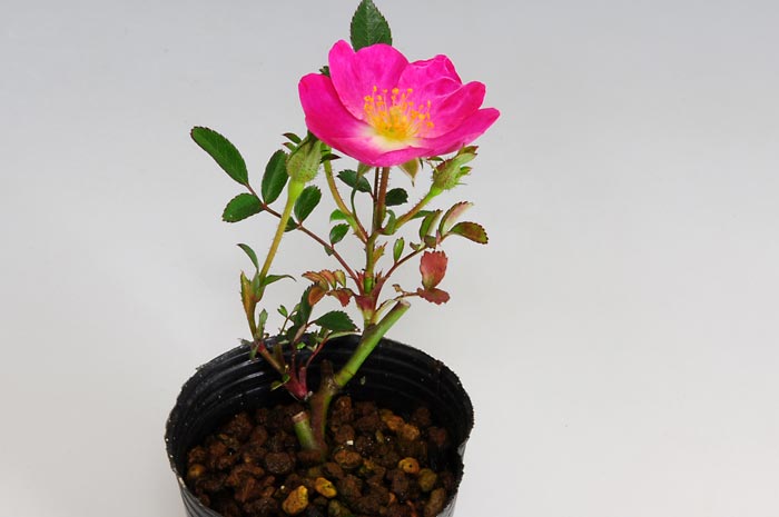 バラ-A（ばら・薔薇）花もの盆栽を別側から見た景色・Rose bonsai