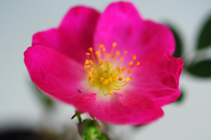バラ-A（ばら・薔薇）花もの盆栽を拡大して見た景色・Rose bonsai