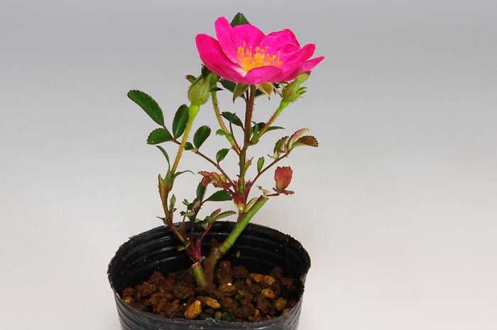 バラ-A（ばら・薔薇）花もの盆栽の販売と育て方・作り方・Rose bonsai