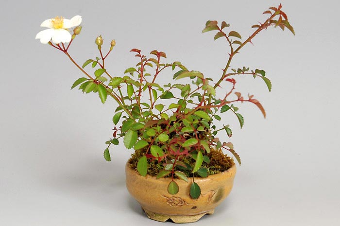 バラ-C（ばら・薔薇）花もの盆栽の販売と育て方・作り方・Rose bonsai
