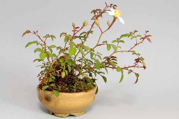 バラ-C（ばら・薔薇）花もの盆栽を左側から見た景色・Rose bonsai