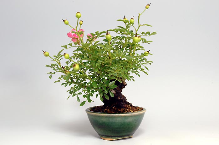 バラG（ばら・薔薇）花もの盆栽の販売と育て方・作り方・Rose bonsai photo