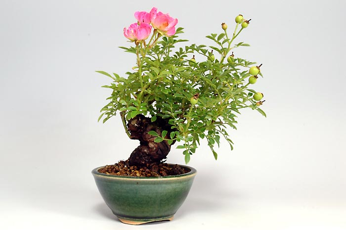 バラG（ばら・薔薇）花もの盆栽を裏側から見た景色・Rose bonsai photo