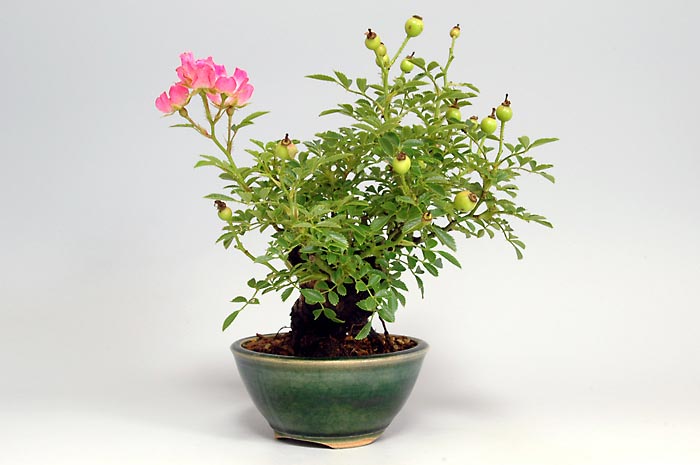 バラG（ばら・薔薇）花もの盆栽を左側から見た景色・Rose bonsai photo