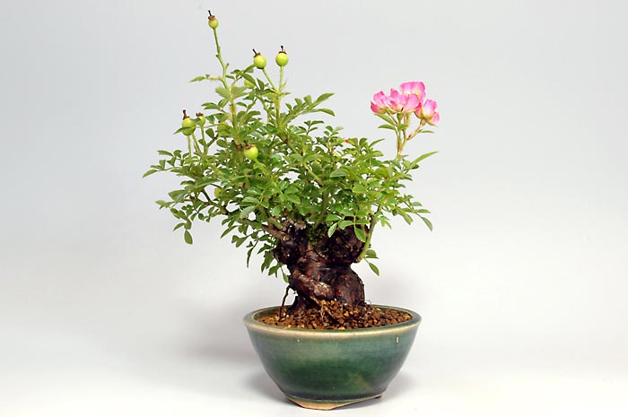 バラG（ばら・薔薇）花もの盆栽を右側から見た景色・Rose bonsai photo