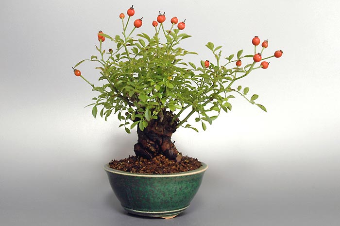 バラH（ばら・薔薇）花もの盆栽を裏側から見た景色・Rose bonsai