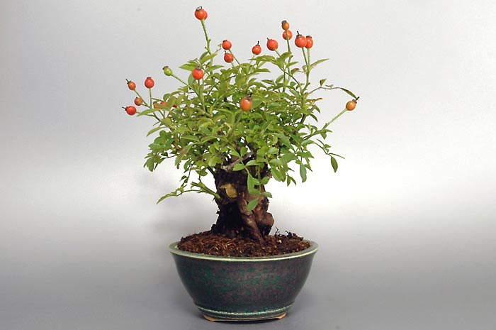 バラH（ばら・薔薇）花もの盆栽を右側から見た景色・Rose bonsai