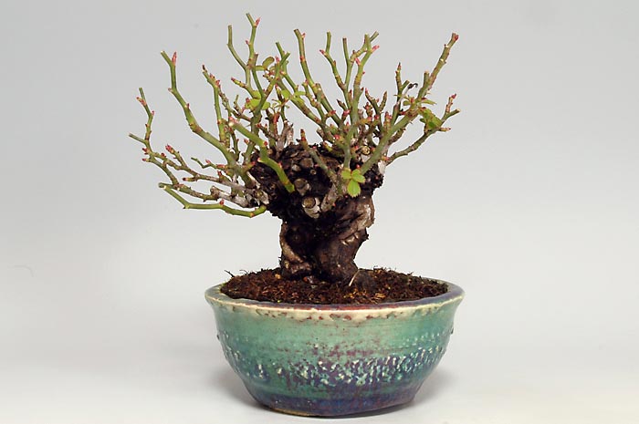 バラI（ばら・薔薇）花もの盆栽の販売と育て方・作り方・Rose bonsai