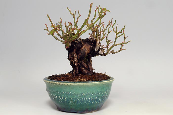 バラI（ばら・薔薇）花もの盆栽を裏側から見た景色・Rose bonsai