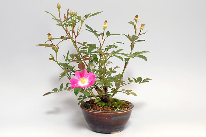 バラ-K（ばら・薔薇）花もの盆栽の販売と育て方・作り方・Rose bonsai