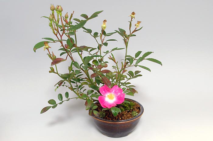 バラ-K（ばら・薔薇）花もの盆栽を左側から見た景色・Rose bonsai