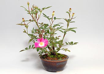 バラK（ばら・薔薇）盆栽の樹作りの参考樹形・Rose Best bonsai