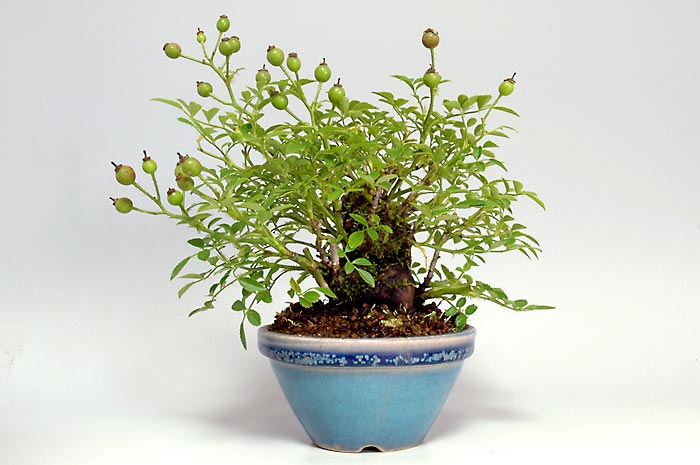 バラL（ばら・薔薇）花もの盆栽を裏側から見た景色・Rose bonsai