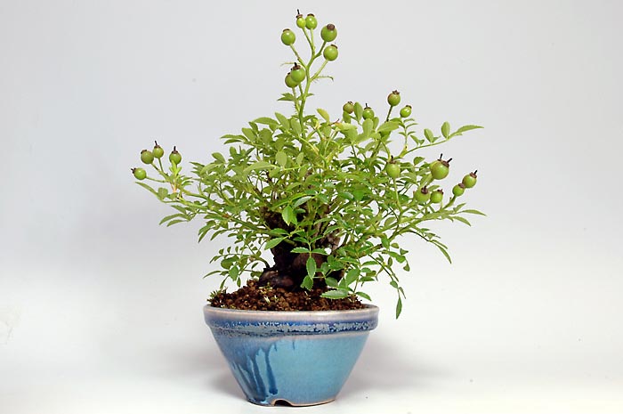 バラL（ばら・薔薇）花もの盆栽を右側から見た景色・Rose bonsai