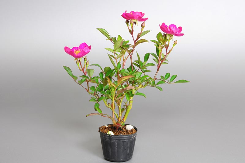 バラM（ばら・薔薇）花もの盆栽の販売と育て方・作り方・Rose bonsai