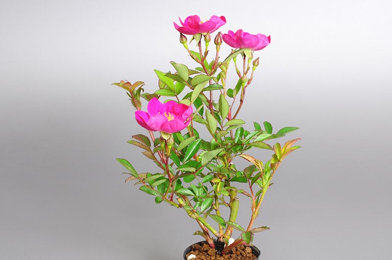 バラM（ばら・薔薇）花もの盆栽を別側から見た景色・Rose bonsai